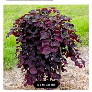 Meet your Posher, Ashlie